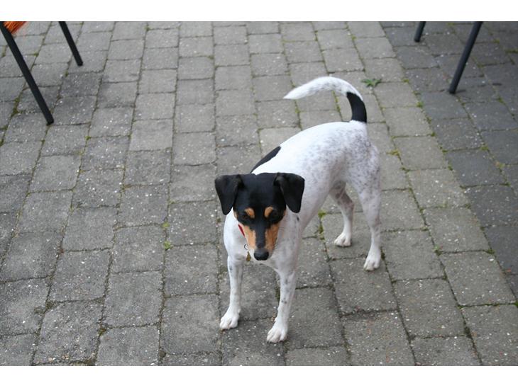 Dansk svensk gaardhund Trunte billede 1