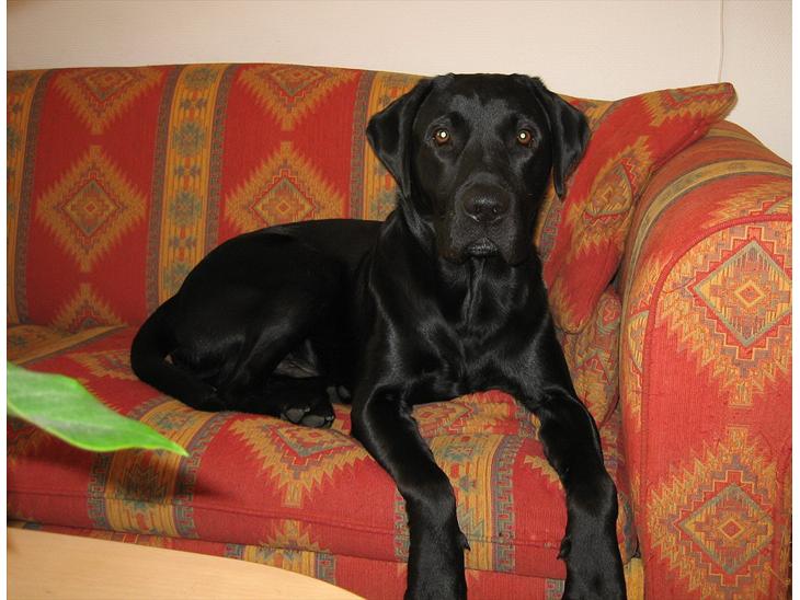 Labrador retriever Felix billede 1