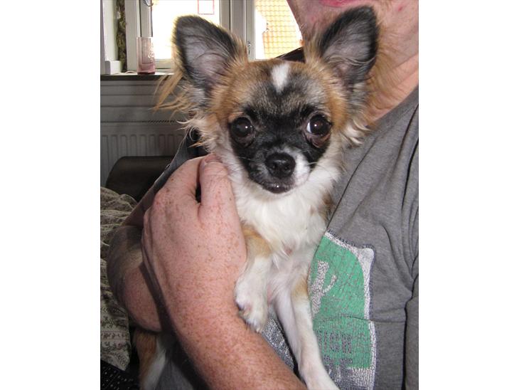 {{currentPhoto.altText}} billede {{currentPhoto.number}}