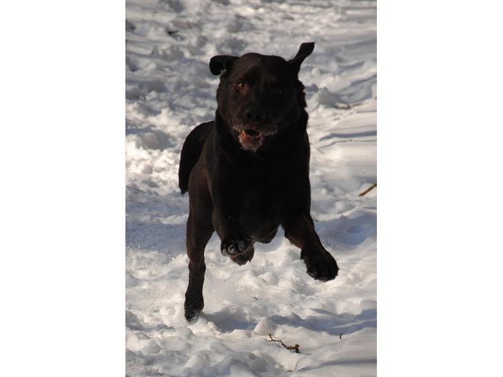 Labrador retriever Balder - Balder i snevejr<3 billede 1