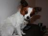 Papillon Fiona