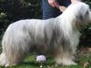 Bearded collie Ramsgrove Happy Thymes.. "Polly"