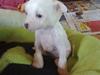 Chinese crested hårløs Fenya