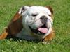 Engelsk bulldog Tala