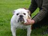 Engelsk bulldog I Love you Bull of Streammal.