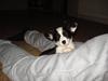 Welsh corgi cardigan Citta