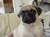 Mops Asti