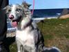 Border collie Sheba [Tidl. hund]