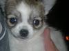 Chihuahua Bieber