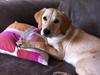 Labrador retriever Zuma