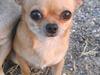Chihuahua Mitzi