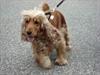 Cocker spaniel donna