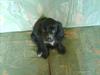 Blanding af racer elvis [Tidl. hund]