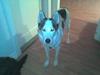 Siberian husky chaki [Tidl. hund]