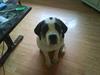 Sankt bernhardshund dolly [Tidl. hund]