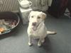 Labrador retriever bella [ Himmelhund]