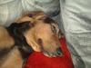 Blanding af racer basse [Tidl. hund]