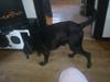 Blanding af racer rucco [Tidl. hund]