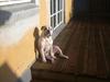 Olde english bulldogge Tjalfe
