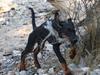 Dobermann Calle [ Himmelhund]
