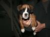 Boxer Mille