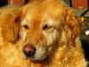 Golden retriever bonnie [ Himmelhund]