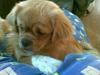 Tibetansk spaniel Tyson