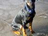Prazsky krysarik Loke  [Tidl. hund]