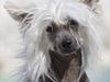 Chinese crested hårløs East Wind