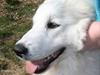 Pyreneerhund Alta Colina's Hutrende Huldra