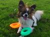 Papillon Mynte