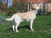 Labrador retriever Simba