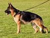 Schæferhund Nørager Alesi - "Tyson"