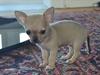 Chihuahua coco chanel