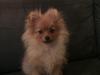 Pomeranian Mila
