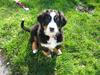 Berner sennenhund Molly
