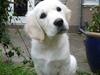 Golden retriever Nova (Vesterlands Gammie)