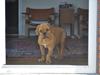 Dogue de bordeaux Nando