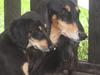 Saluki Badavie Sunlight "ziva"