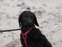 Curly coated retriever Jobs