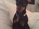 Dvaergpinscher Alfa