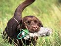 Labrador retriever Baloo (Coco loco´s voyage