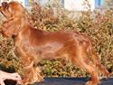 Cavalier king charles spaniel Kiddo