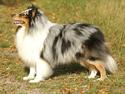 Shetland sheepdog Sofus