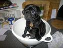 Mops Louie