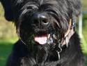 Riesenschnauzer Doolittle's Odin