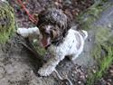 Lagotto romagnolo Balu