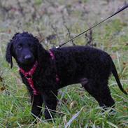 Curly coated retriever Jobs