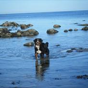Berner sennenhund Queen Von der Holderstockhöhe