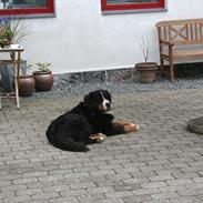 Berner sennenhund Queen Von der Holderstockhöhe